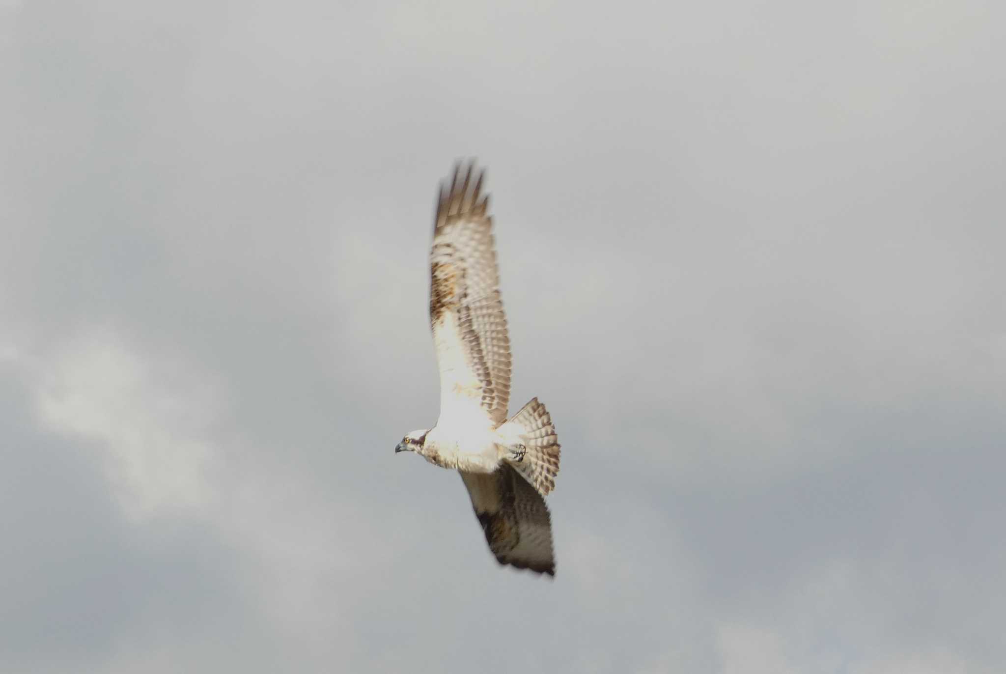 Osprey