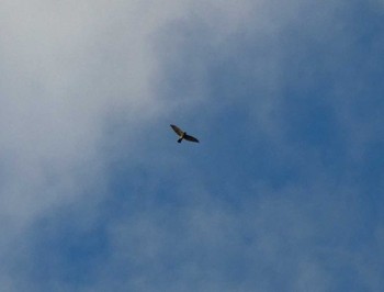 Chinese Sparrowhawk Yoron Island Tue, 9/18/2018