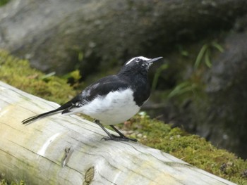 Japanese Wagtail Kyoto Gyoen Wed, 7/19/2023