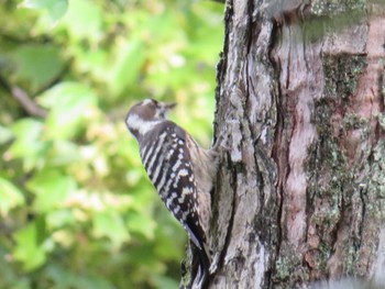 Japanese Pygmy Woodpecker 大阪府 Thu, 9/21/2023