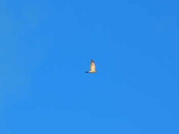 Chinese Sparrowhawk Yoron Island Tue, 9/18/2018