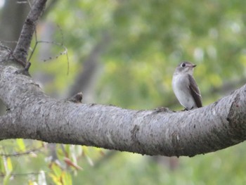 Asian Brown Flycatcher 大阪府 Thu, 9/21/2023