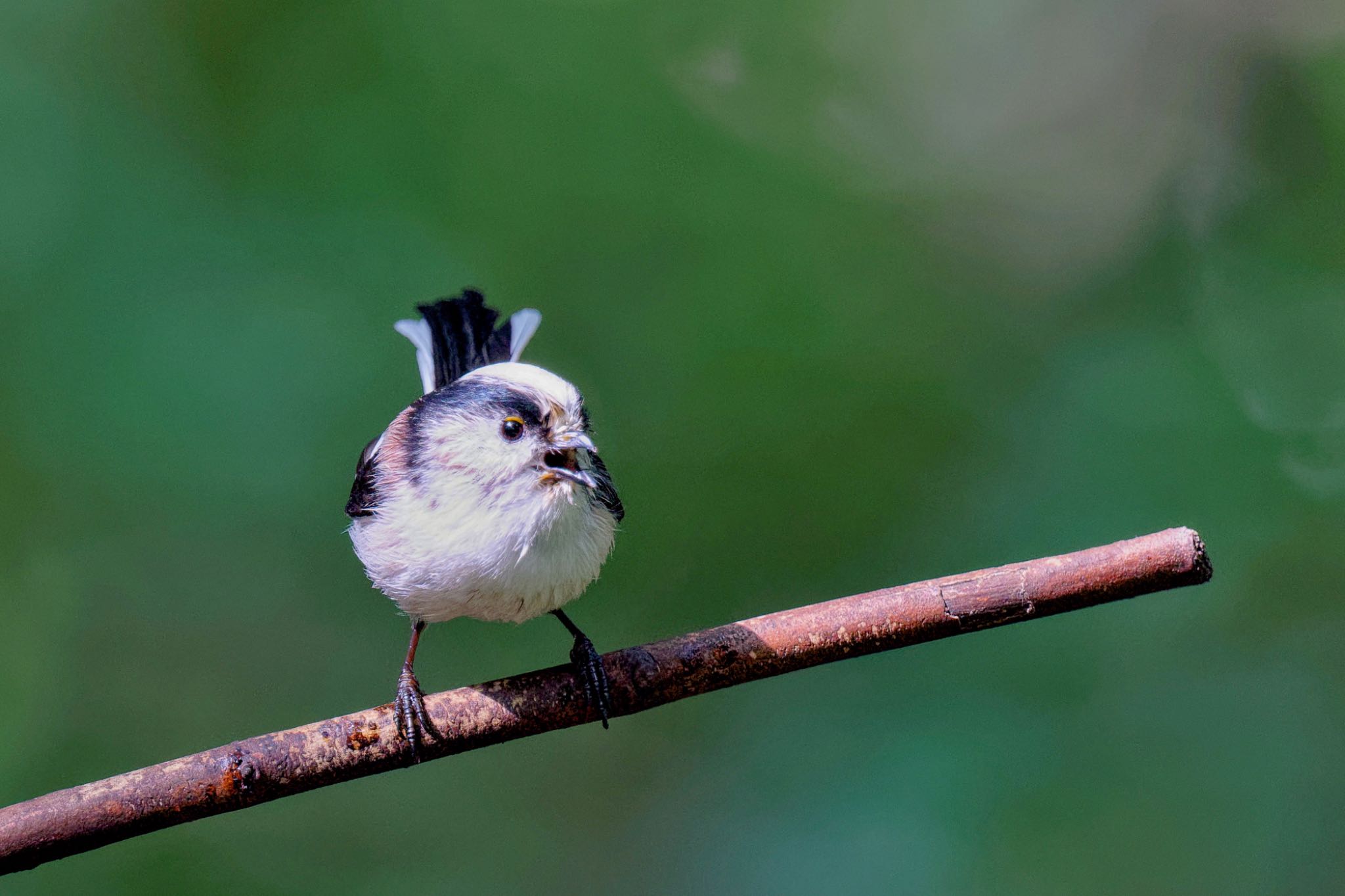 Long-tailed Tit