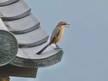 Bull-headed Shrike 平城宮跡 Wed, 9/20/2023