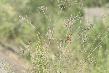 Amur Stonechat 酒匂川河口 Wed, 9/20/2023