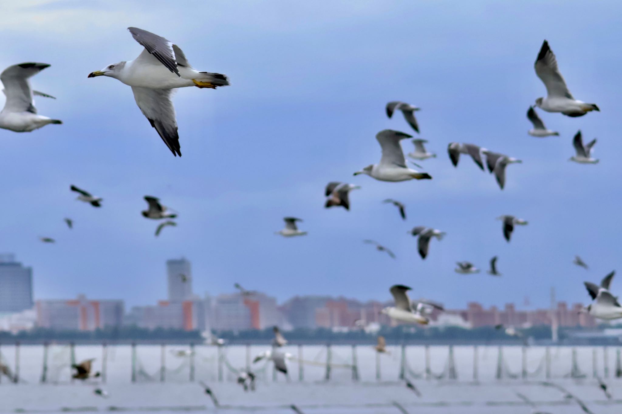 Black-tailed Gull