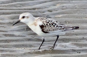 2023年9月30日(土) ふなばし三番瀬海浜公園の野鳥観察記録