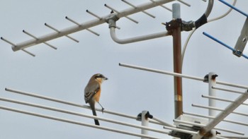 2023年9月30日(土) 奈良市内の野鳥観察記録