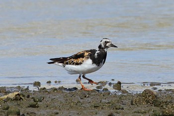 キョウジョシギ 場所が不明 2018年8月30日(木)