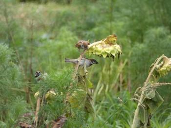 2023年7月16日(日) 奈良市水上池の野鳥観察記録