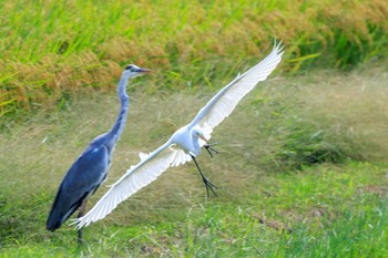 チュウサギ 加古大池 2023年9月23日(土)