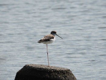 Black-winged Stilt 多摩川河口 Mon, 10/2/2023