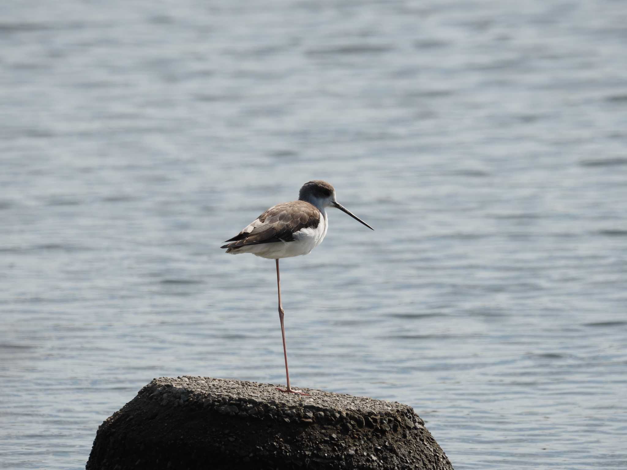 Photo of Black-winged Stilt at 多摩川河口 by とみた