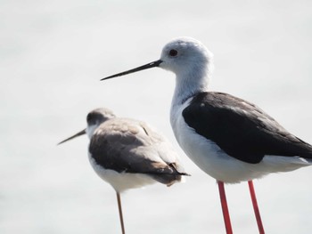 Black-winged Stilt 多摩川河口 Mon, 10/2/2023