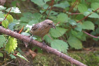 Red Crossbill 山梨県河口湖 Mon, 10/2/2023