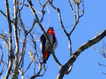 ヤドリギハナドリ Australian Botanic Garden(Mt Annan) 2023年9月30日(土)