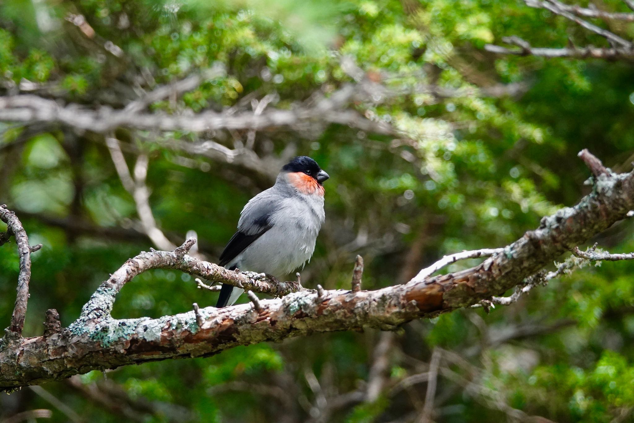 Eurasian Bullfinch