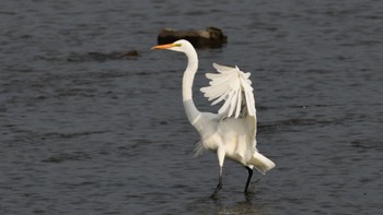 Great Egret(modesta)  磐田大池 Sun, 10/1/2023