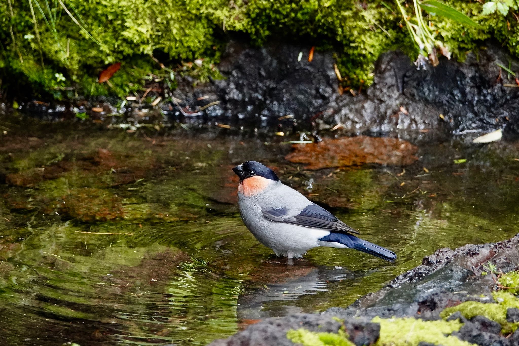 Eurasian Bullfinch