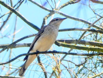 White-winged Triller Australian Botanic Garden(Mt Annan) Sat, 9/30/2023