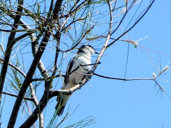 White-winged Triller Australian Botanic Garden(Mt Annan) Sat, 9/30/2023