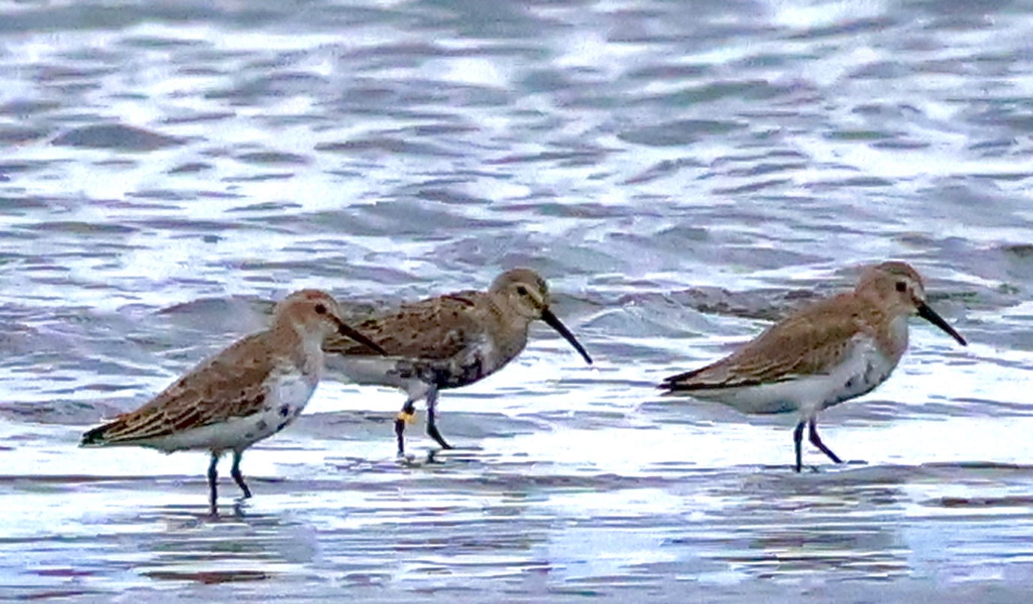 Dunlin