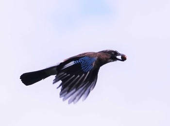 Eurasian Jay 桜井市 Mon, 10/3/2022