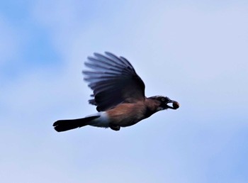 Eurasian Jay 桜井市 Mon, 10/3/2022