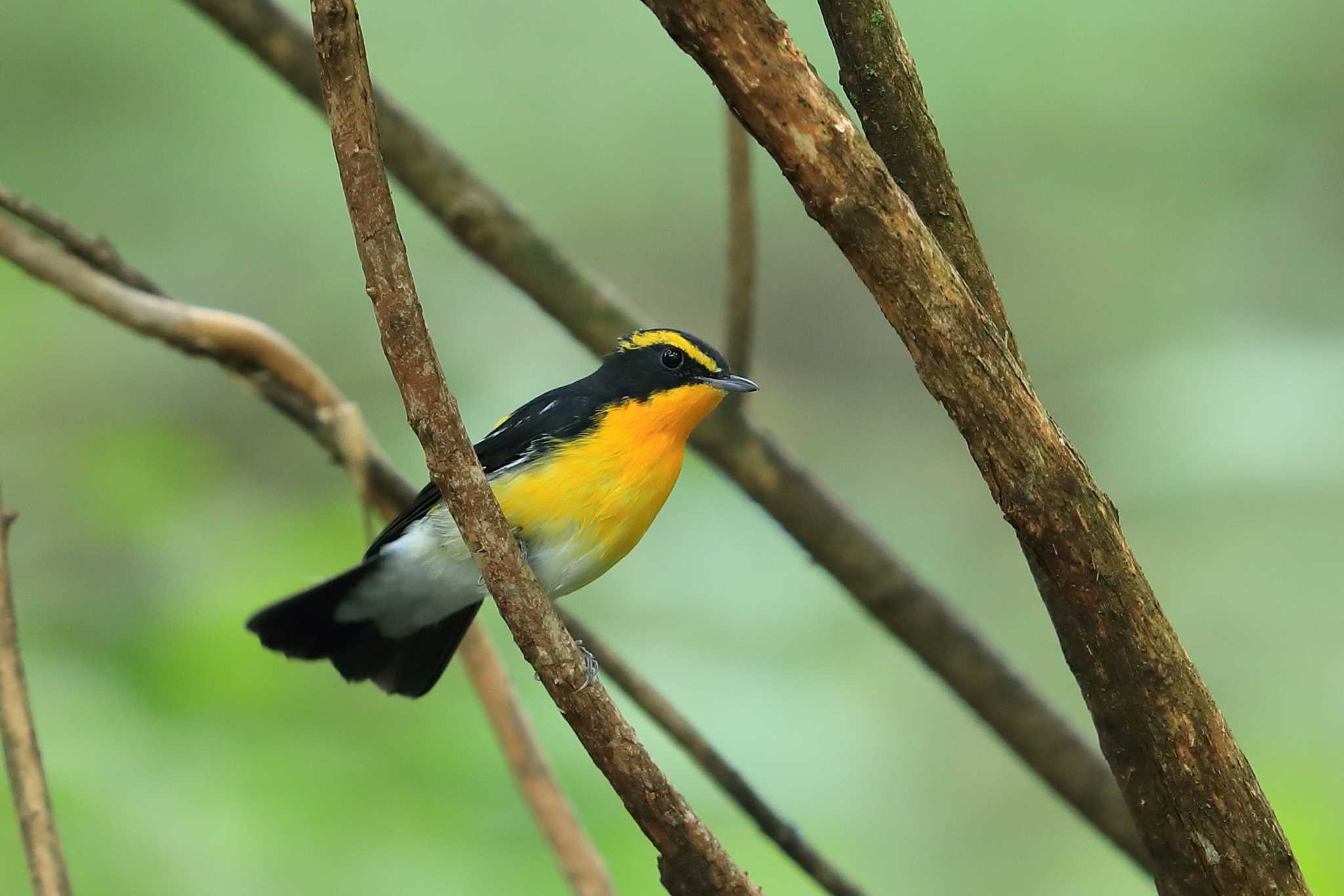 Photo of Narcissus Flycatcher at  by ルリバカ