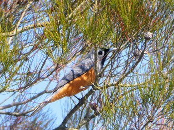 カオグロカササギビタキ Australian Botanic Garden(Mt Annan) 2023年9月30日(土)