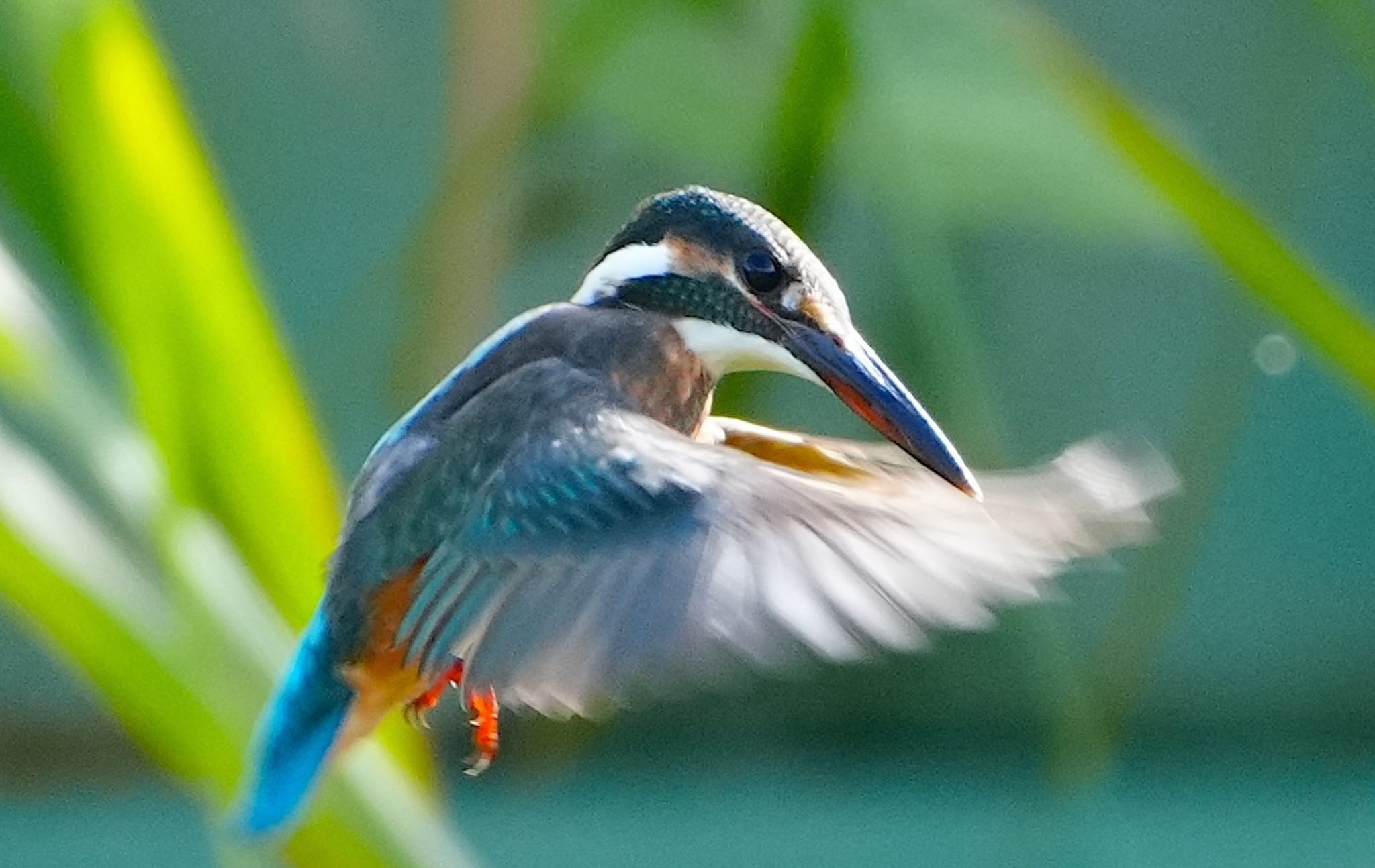 カワセミ