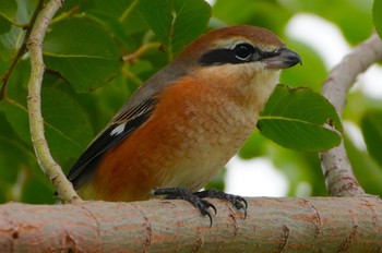 Wed, 10/4/2023 Birding report at 恩智川治水緑地