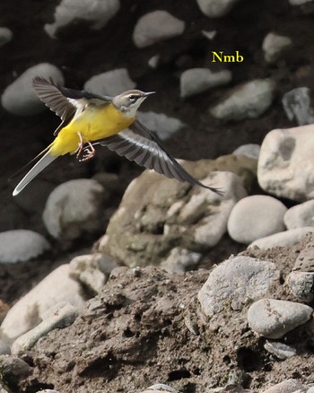 Grey Wagtail Unknown Spots Unknown Date