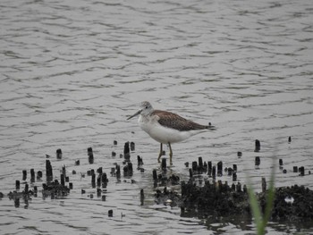 Common Greenshank 兵庫県稲美町 Mon, 9/17/2018