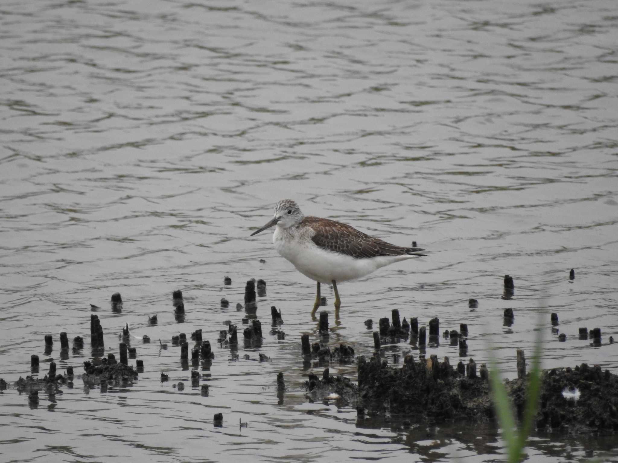 Common Greenshank