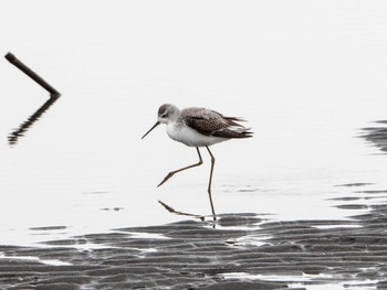 Marsh Sandpiper Sambanze Tideland Wed, 10/4/2023