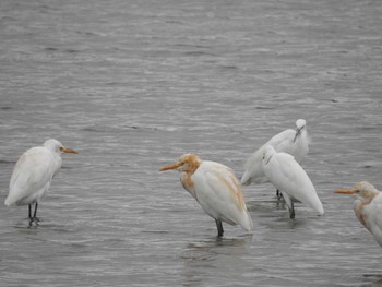 Eastern Cattle Egret 兵庫県稲美町 Mon, 9/17/2018