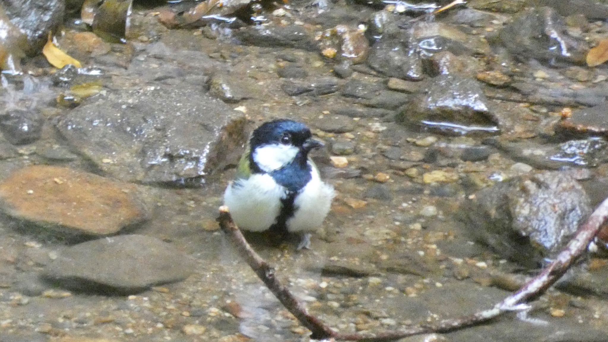 シジュウカラ