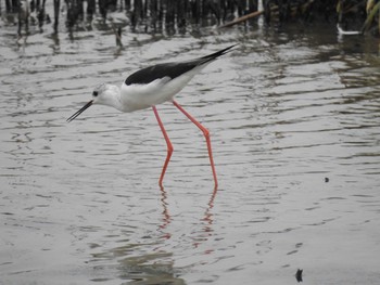 Black-winged Stilt 兵庫県稲美町 Mon, 9/17/2018