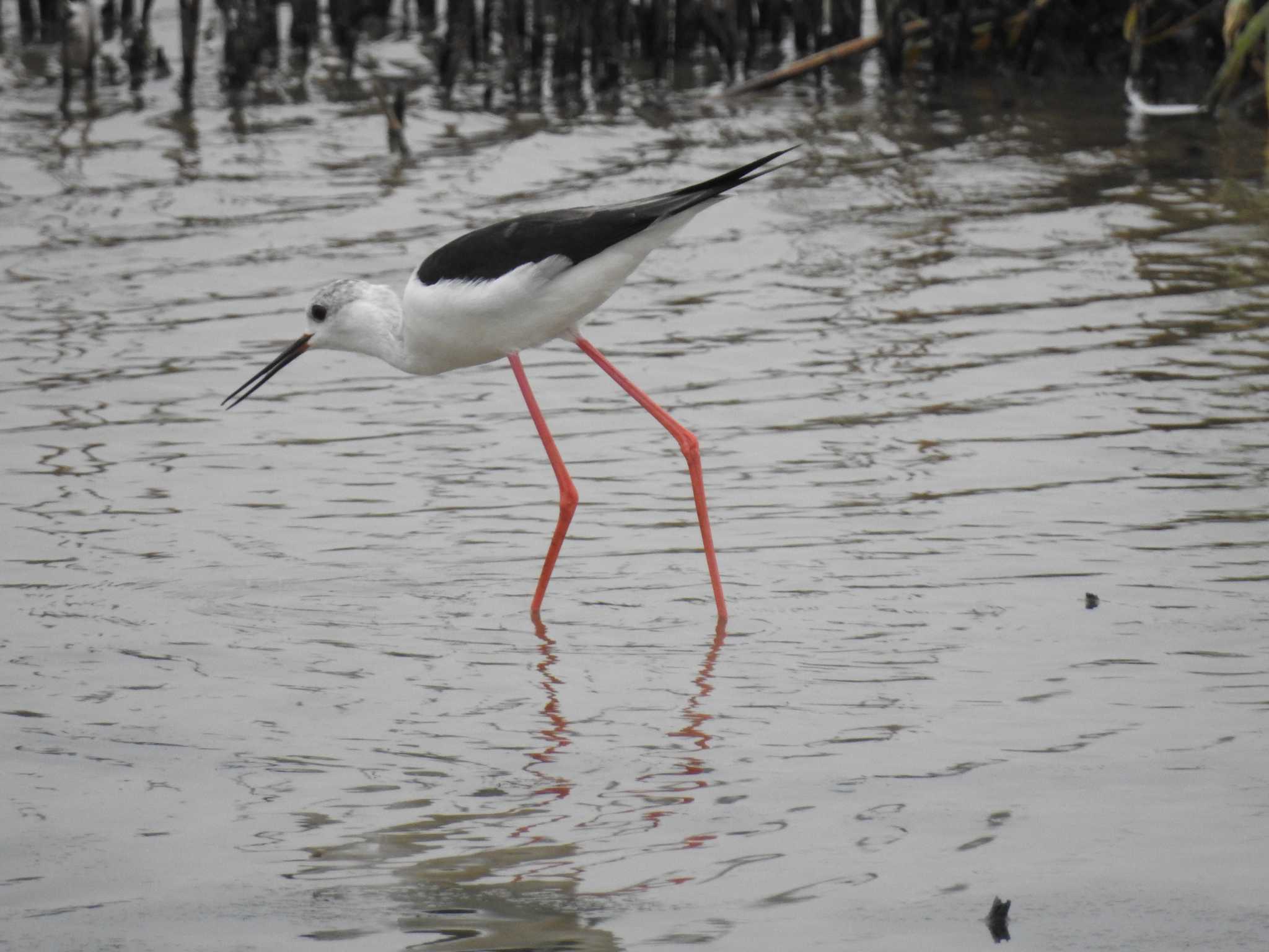 Black-winged Stilt