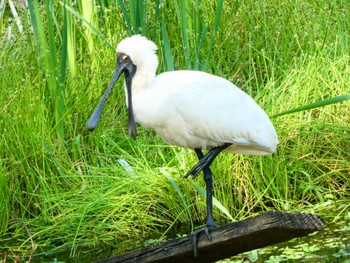 オーストラリアヘラサギ Australian Botanic Garden(Mt Annan) 2023年9月30日(土)