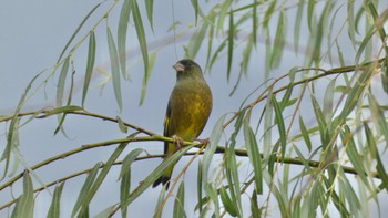 Grey-capped Greenfinch Nara Park Wed, 10/4/2023