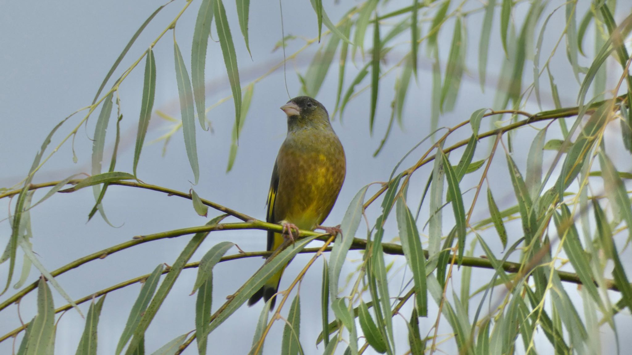 Grey-capped Greenfinch