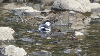 White Wagtail Nara Park Wed, 10/4/2023