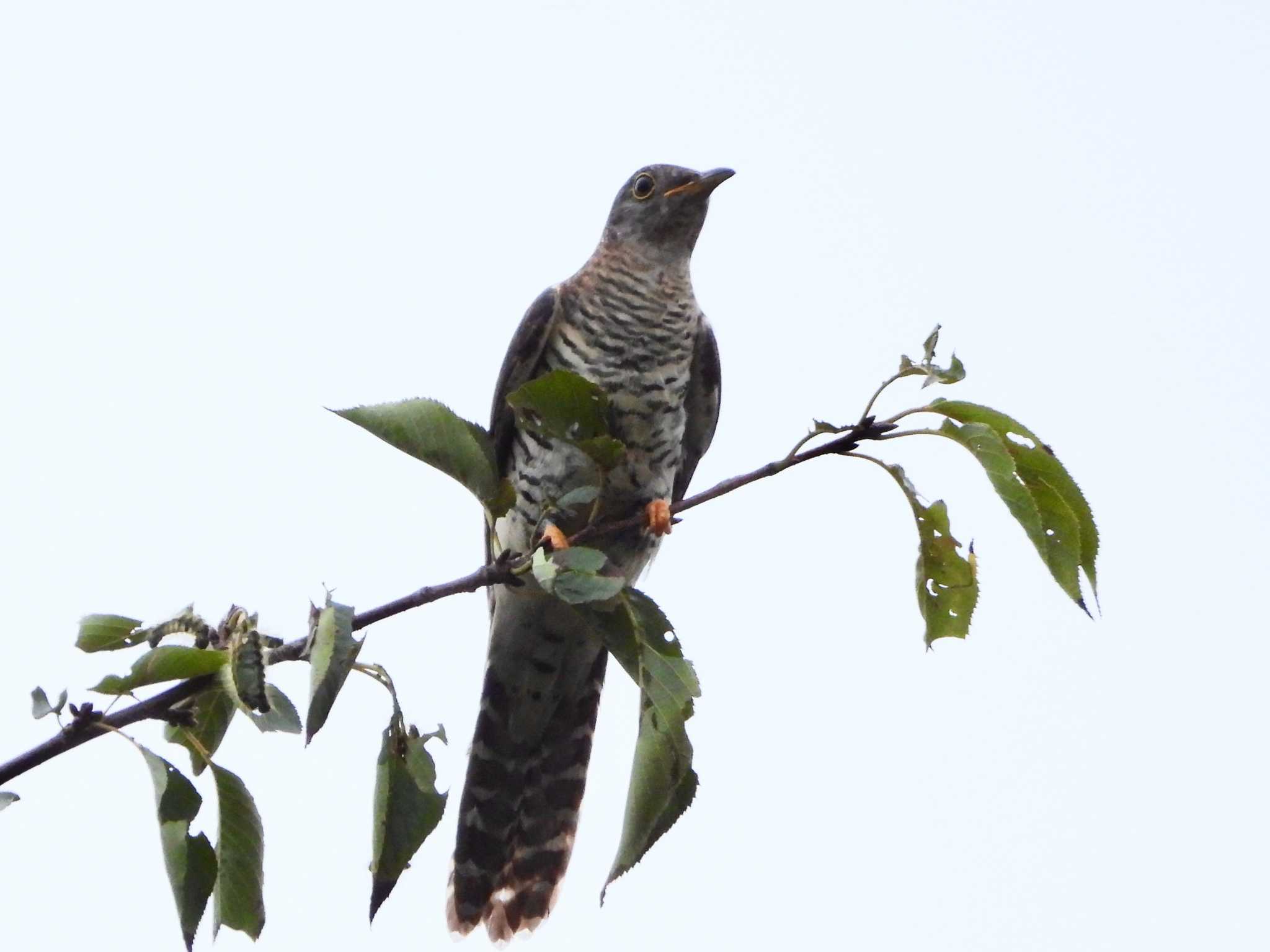 Photo of Oriental Cuckoo at マイフィールドa by ｱ