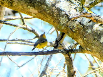 ヒメトゲハシムシクイ Australian Botanic Garden(Mt Annan) 2023年9月30日(土)