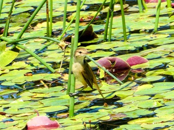 オーストラリアヨシキリ Australian Botanic Garden(Mt Annan) 2023年9月30日(土)