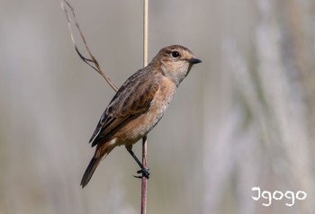 Amur Stonechat Kirigamine Highland Fri, 9/29/2023