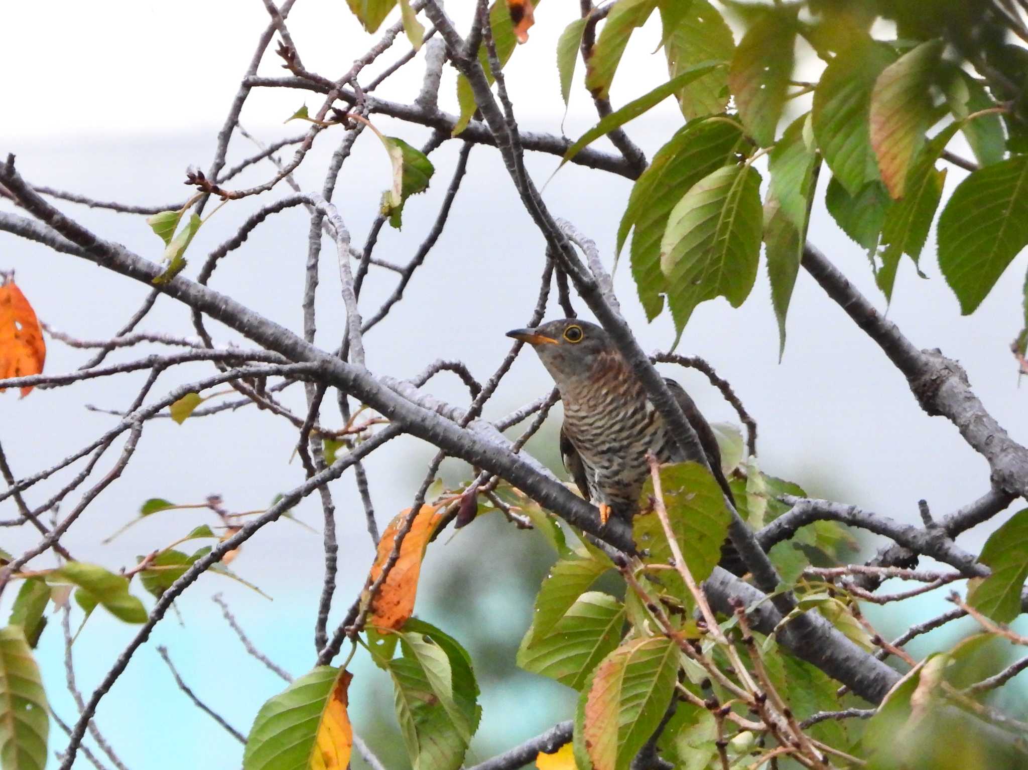 Photo of Oriental Cuckoo at マイフィールドa by ｱ