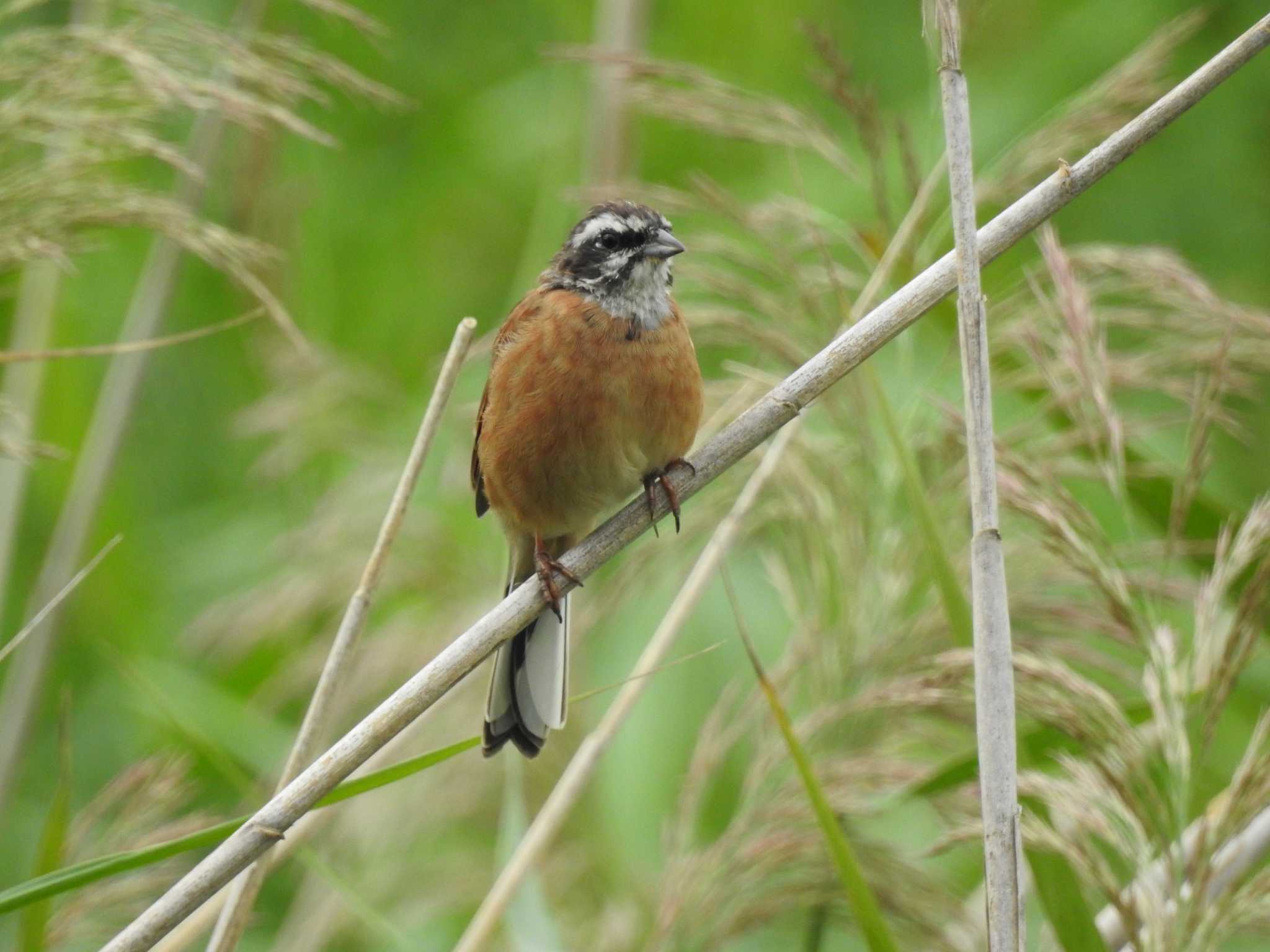 Meadow Bunting